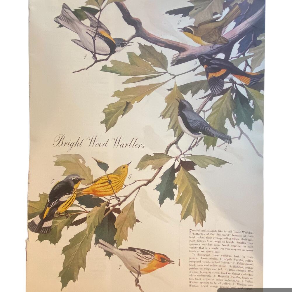 Vtg Bright Wood Warblers Print Songbirds List Pictures May 23 1938 Frame Ready